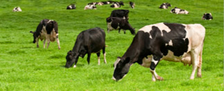 Municipalité de Parisville : Vaches
